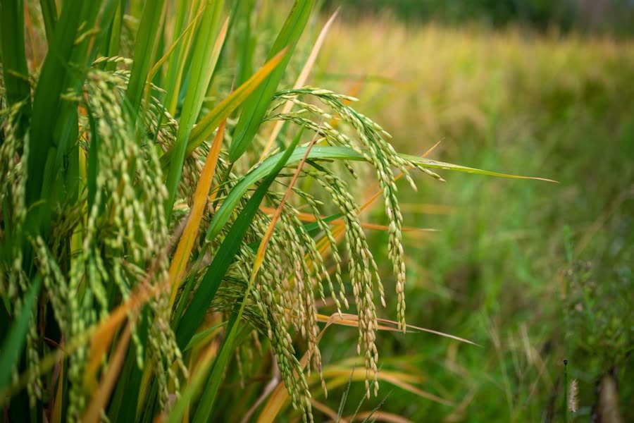 Arroz selecionado para produção de saquê